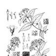 波密溲疏 波密溲疏