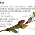 粗壯女婁菜 粗壯女婁菜