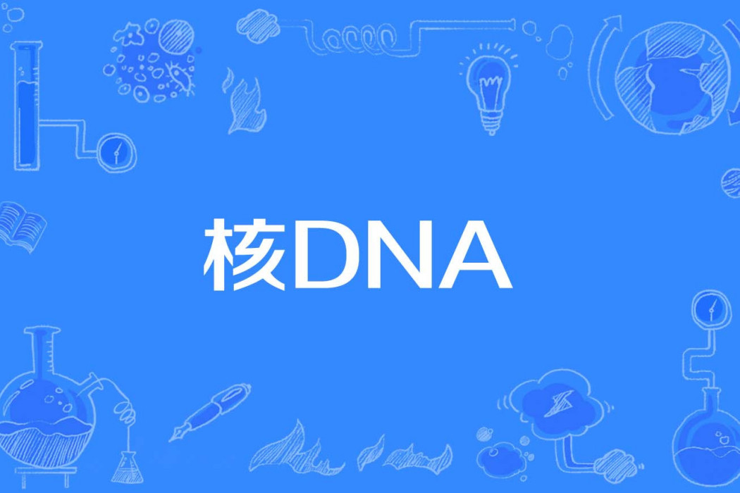 核DNA 核DNA