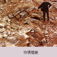 協調褶皺 協調褶皺