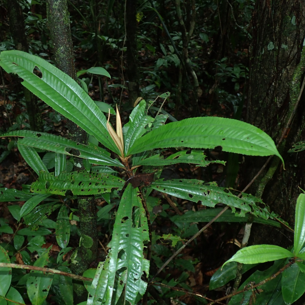 Miconia chrysophylla