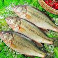 鱸魚(魚類)