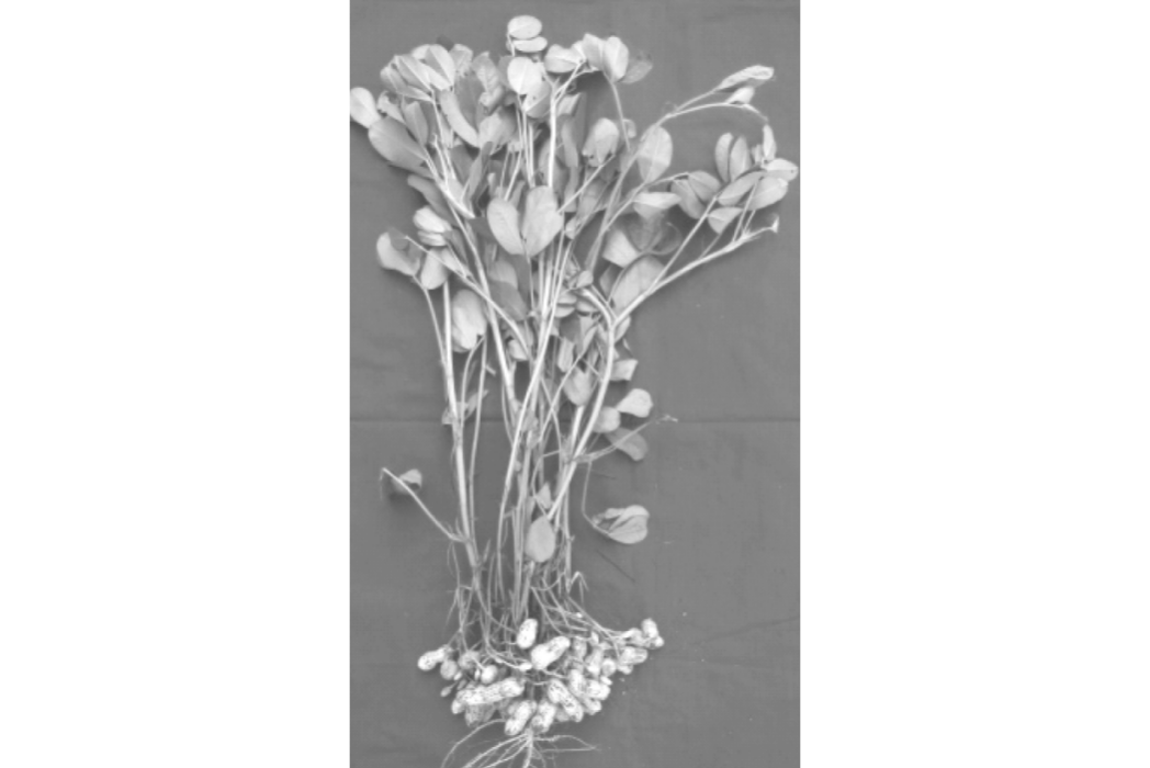 花育41號 花育41號