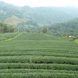 多萼茶 多萼茶