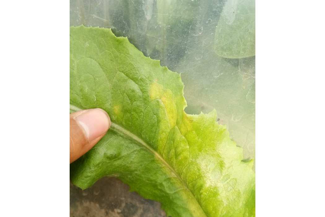糙草霜霉 糙草霜霉
