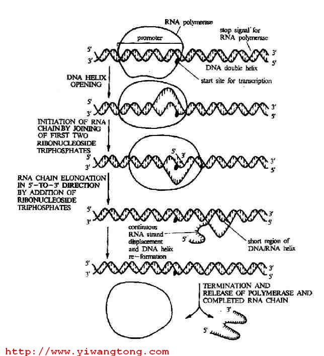 RNA轉錄過程