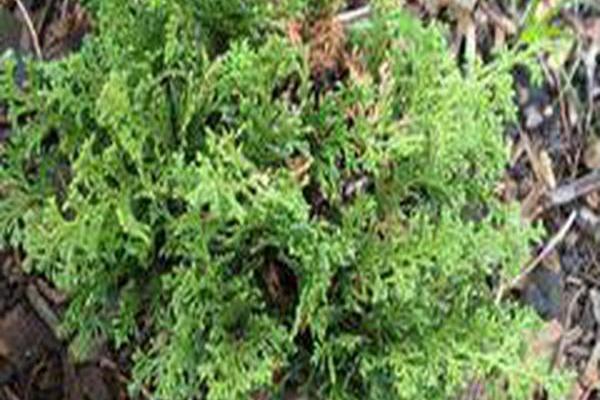 Chamaecyparis pisifera \x27Tsukumo\x27