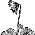 紫莖垂頭菊 紫莖垂頭菊