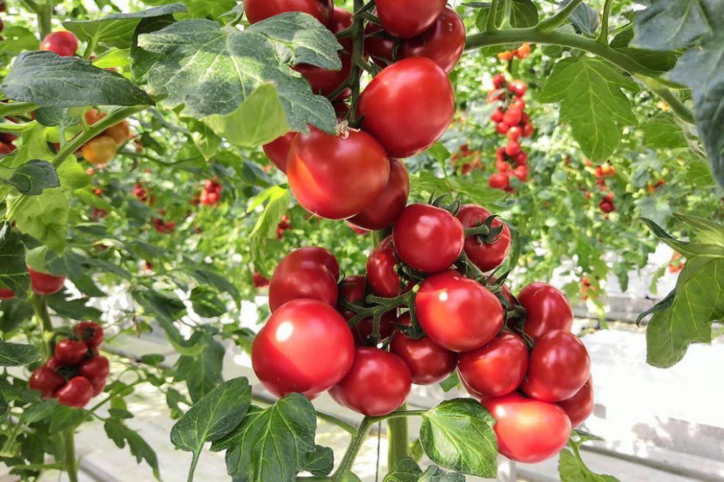 江蔬番茄3號 江蔬番茄3號