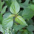 鐵莧菜(大戟目大戟科植物)