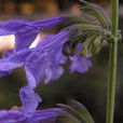 大花荊芥 大花荊芥
