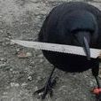 Canuck Canuck