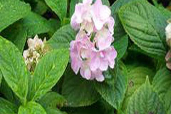 Hydrangea macrophylla \x27Dooley\x27 Hydrangea macrophylla \x27Dooley\x27