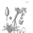 倒毛叢菔 倒毛叢菔