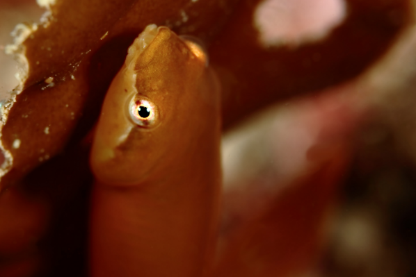 姥魚屬 姥魚屬