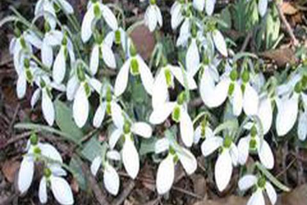 Galanthus alpinus Galanthus alpinus