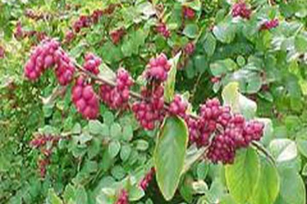 Symphoricarpos orbiculatus Symphoricarpos orbiculatus