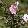 全針薔薇 全針薔薇