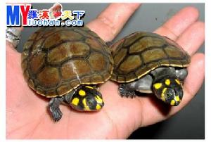 黃斑側頸龜