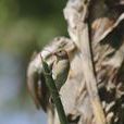 圖馬食籽雀 圖馬食籽雀