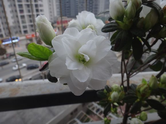 常春2號 常春2號