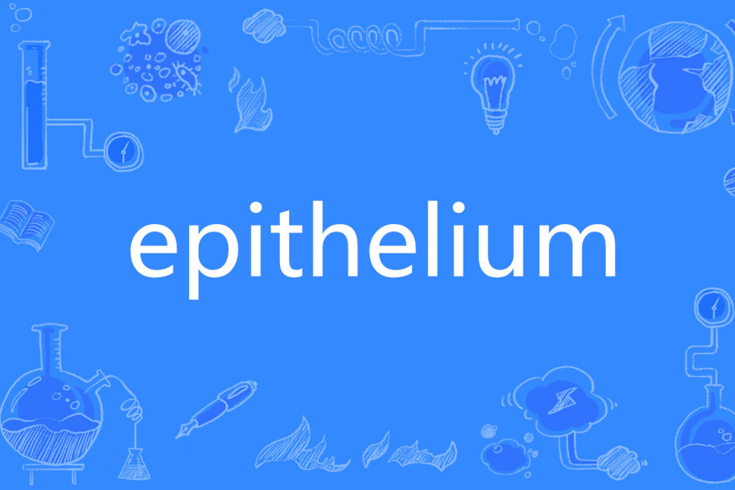 epithelium epithelium