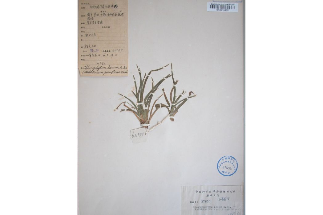 小花吊蘭(天門冬科吊蘭屬植物) 小花吊蘭(天門冬科吊蘭屬植物)