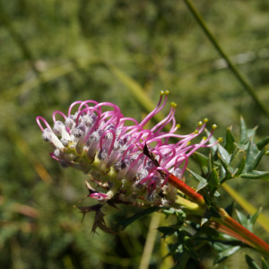 Grevillea acanthifolia