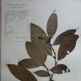 乾香柴 乾香柴
