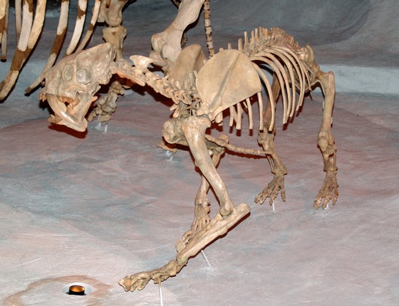 巴博劍齒虎骨骼化石