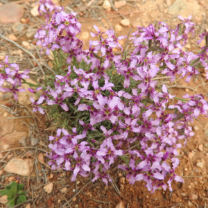 Matthiola fruticulosa