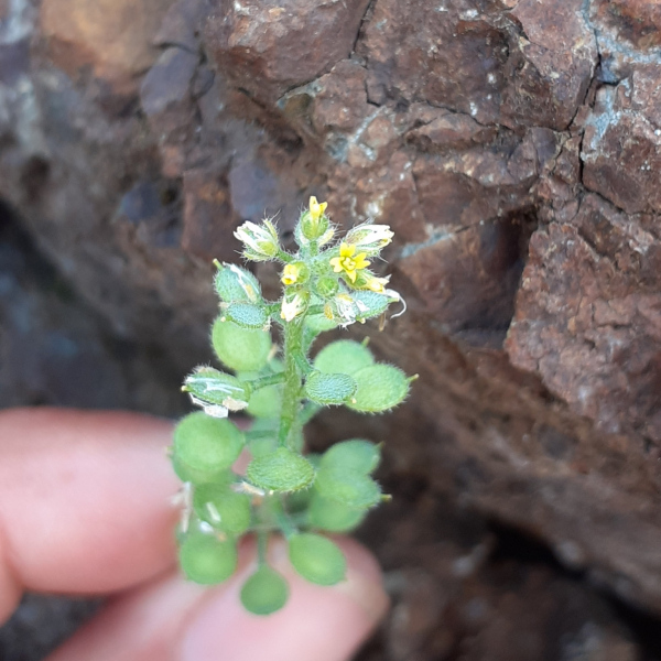 Alyssum strigosum