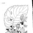 藍石蝴蝶 藍石蝴蝶