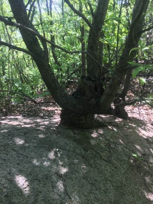 麻骨石