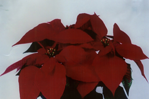 艾克奇(植物一品紅品種) 艾克奇(植物一品紅品種)