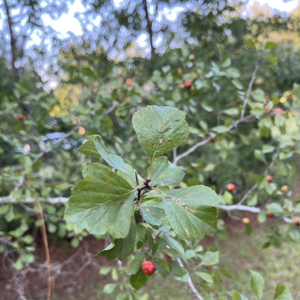 Crataegus aestivalis