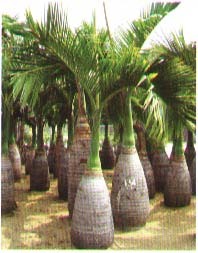 酒瓶椰子櫚