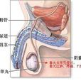 睪丸抽痛 睪丸抽痛