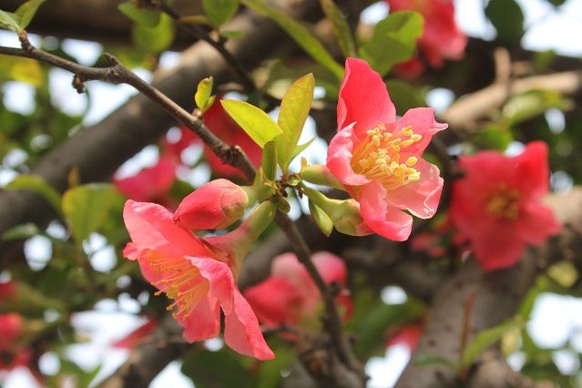 華麗木瓜 華麗木瓜