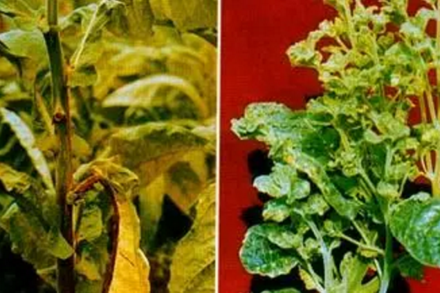 菸草叢枝病 菸草叢枝病