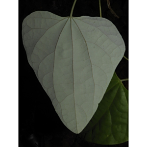 Aristolochia putumayensis