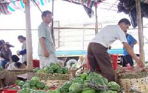 西瓜喜獲豐收