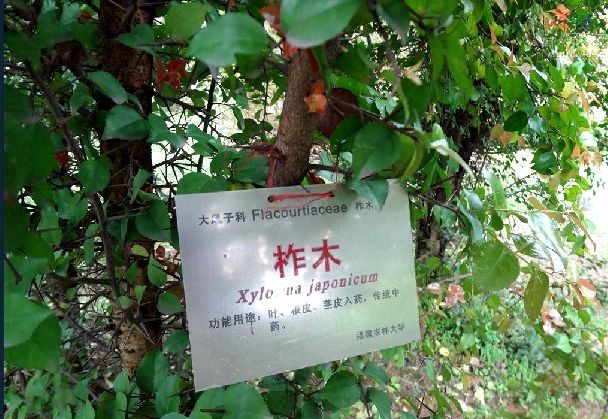 柞木DY-1 柞木DY-1