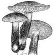 油黃口蘑 油黃口蘑