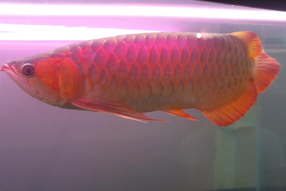 紅尾金龍魚