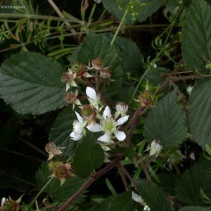 Rubus porphyrocaulis