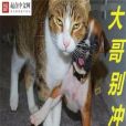 大哥別衝動 大哥別衝動
