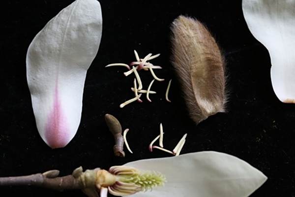 華中木蘭 華中木蘭