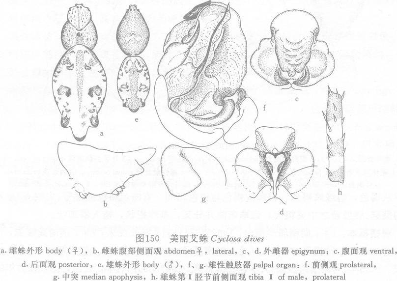 美麗艾蛛 美麗艾蛛