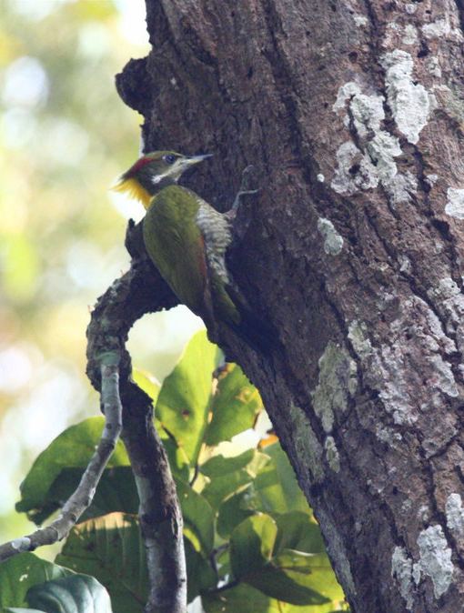 黃冠綠啄木鳥(圖4)
